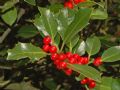 Ilex aquifolium